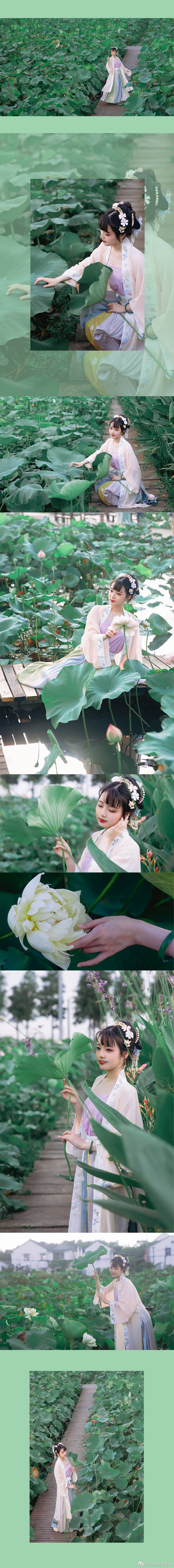 「叶上初阳干宿雨，水面清圆，一一风荷举」 @Yering言溪 摄影-第1张