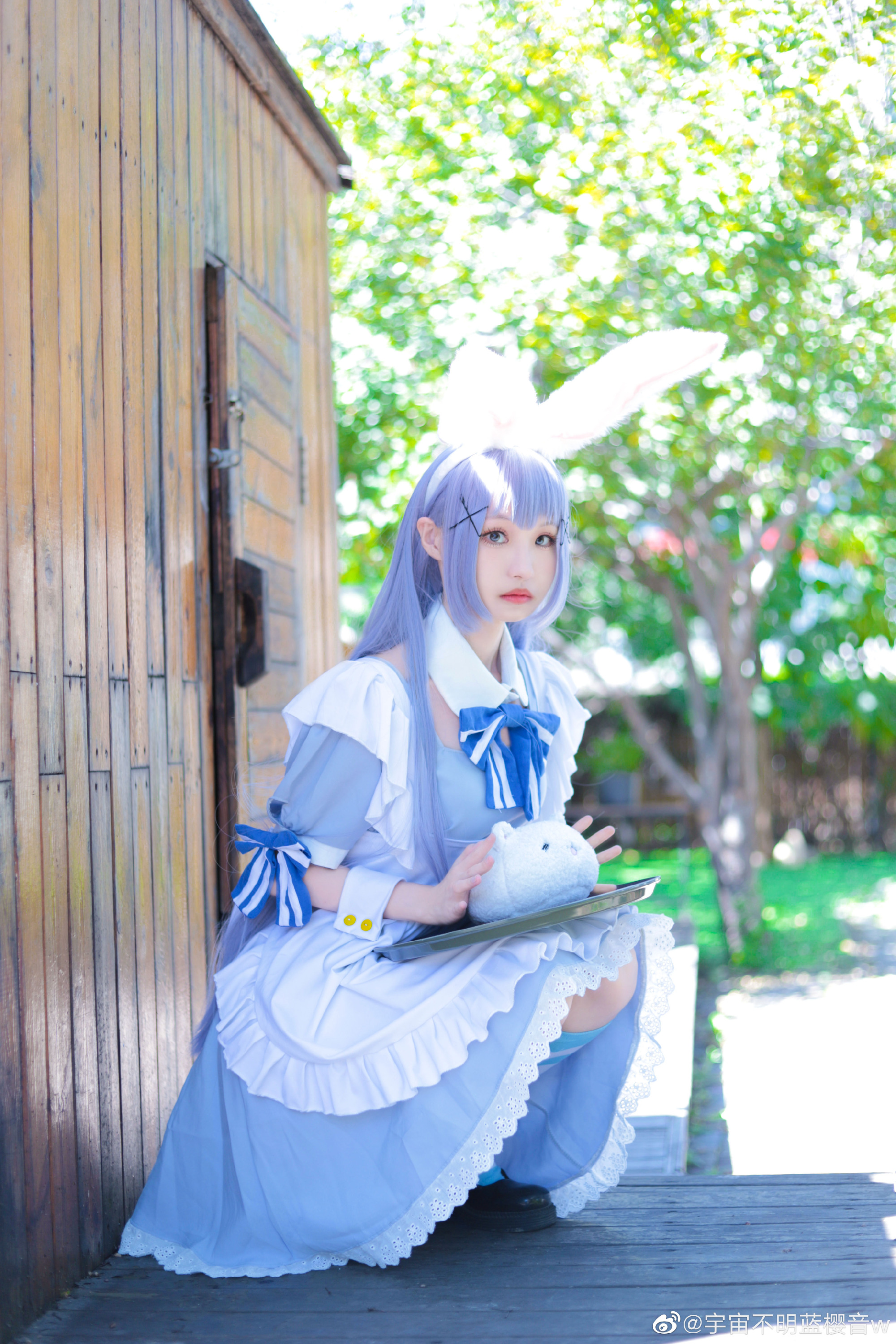 【COS】请问您今天要来点兔子吗? 香风智乃@宇宙不明蓝樱音w COSPLAY-第10张