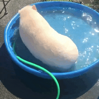 猪洗澡的视频动态图片