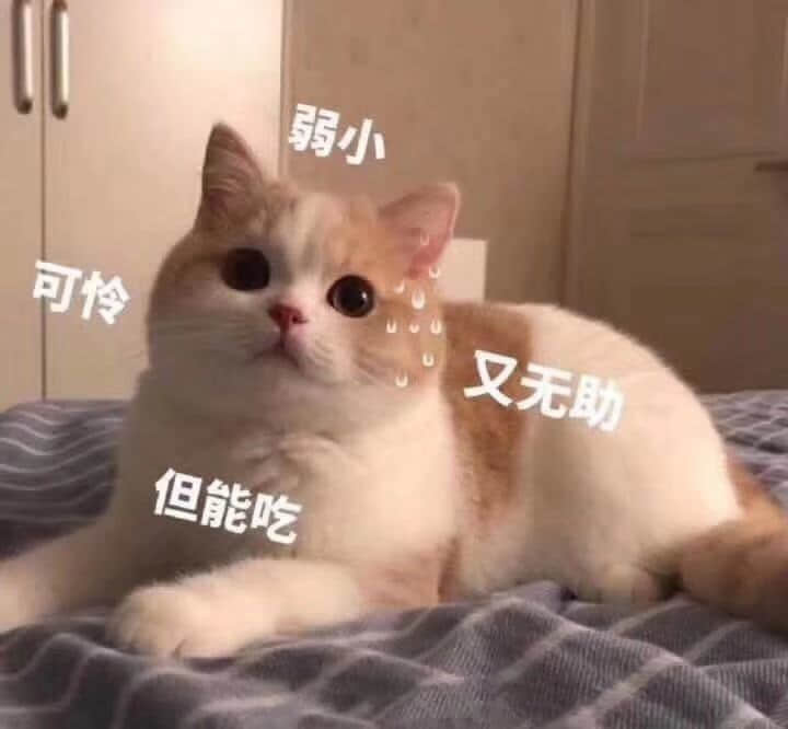 可怜可怜我吧表情图gif动态图表情