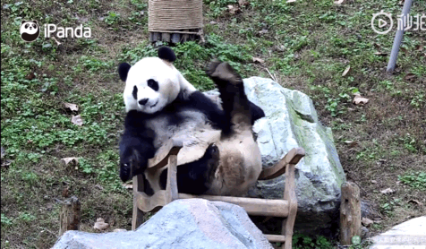 惊呆了！！熊猫居然会翘二郎腿？！动作还这么熟练QAQ 