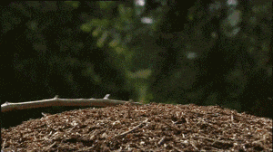 红褐林蚁，受惊就会冲天喷出豪多蚁酸，场面非常控制不住