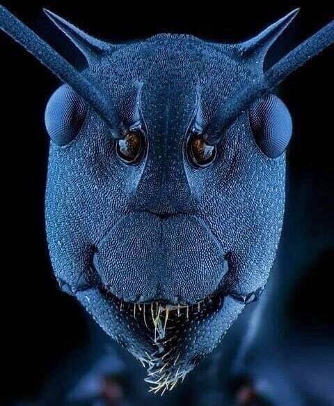 放大的蚂蚁脸 ​​​​