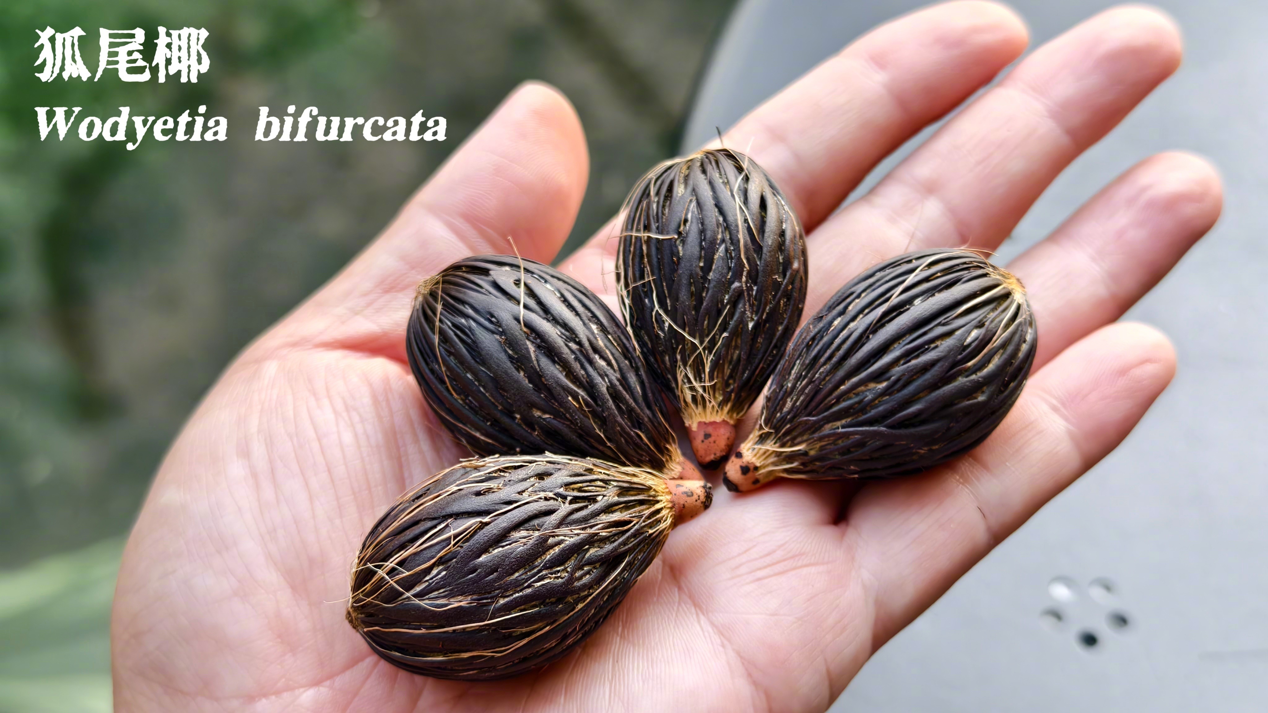 3CD有意思GIF动态图【第51期】钢琴渣男打野-3CD