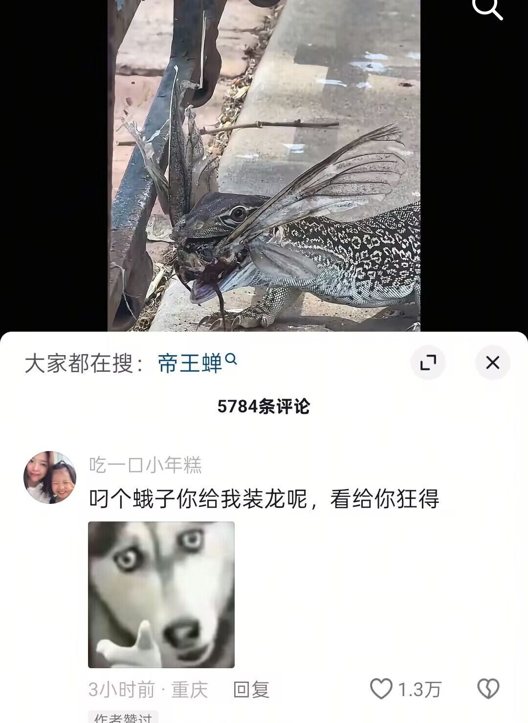 3CD有意思福利有趣图【第167期】真是蚌埠住了-3CD