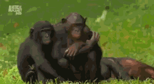 和女朋友吵架 啪一顿就好了 这种简单的道理连猩猩都懂！