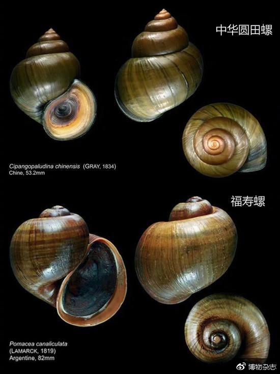 中华圆田螺（中国人常吃的田螺）与福寿螺的区别