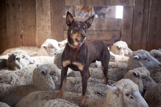一只不会在羊身上奔跑的狗，不是好的牧羊犬