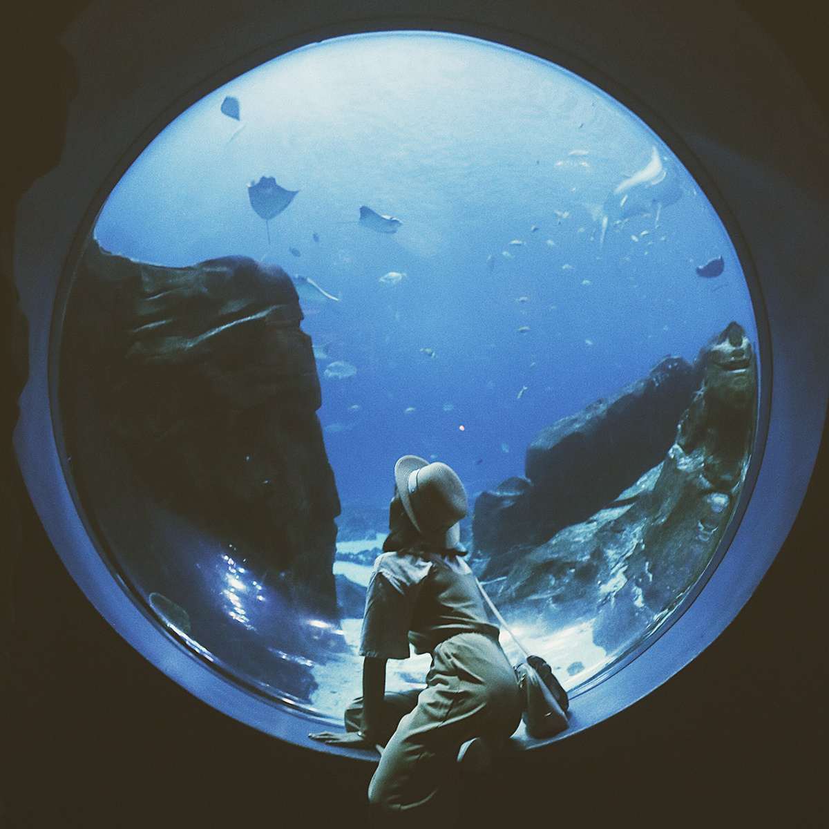 一直覺得水族館像是另一個星球的入口,安靜又溫柔