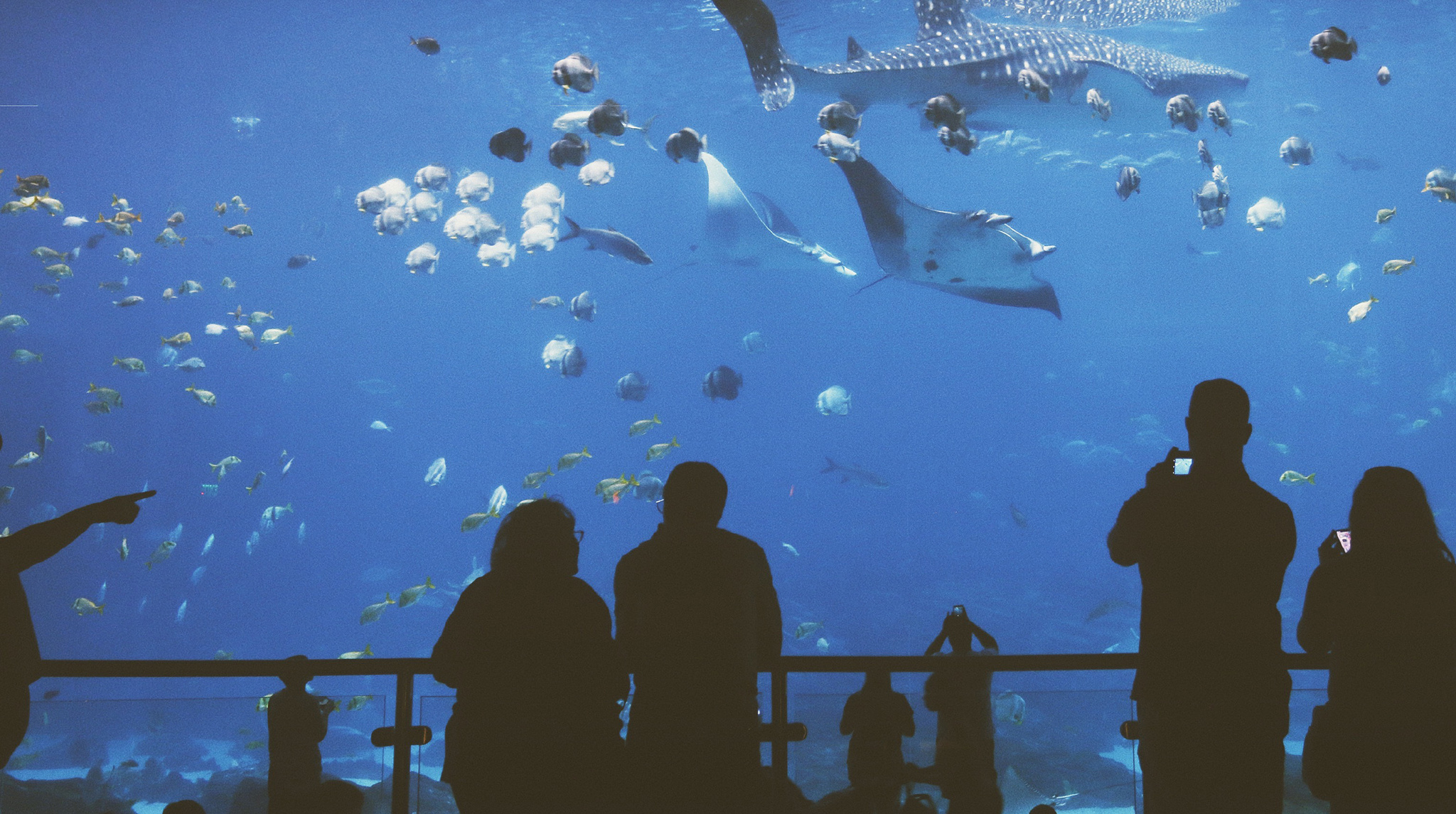 一直覺得水族館像是另一個星球的入口,安靜又溫柔