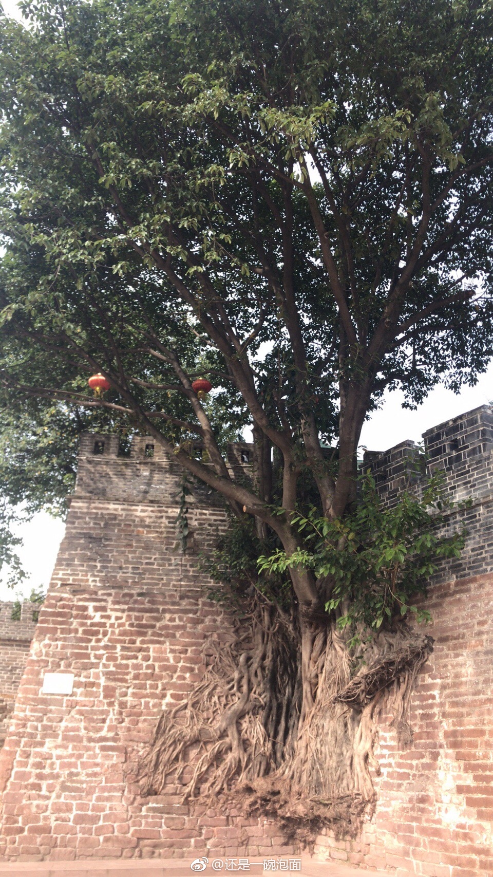 西昌古城城墙上的树好漂亮啊！ 