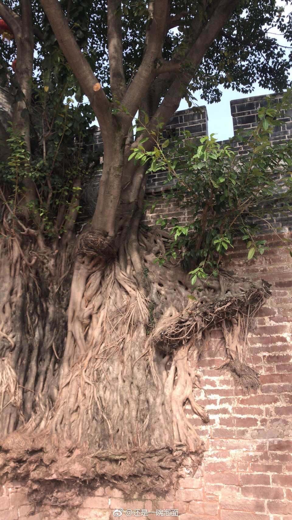 西昌古城城墙上的树好漂亮啊！ 