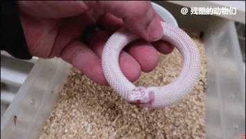 蛇把自己吃成一个粉色的手环，图中男子将其解开了。
