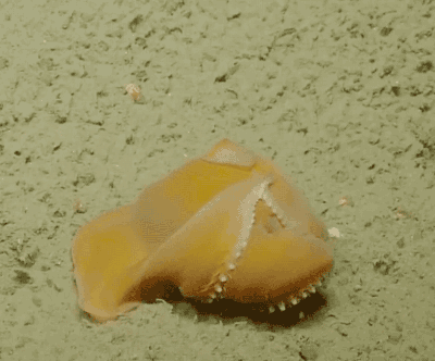 请问这是什么可爱章鱼呀？