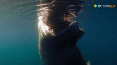 BBC摄影师在南极哭了，北极熊死于溺水，虎鲸妈妈背着孩子的尸体游了一天一夜… ​​​​