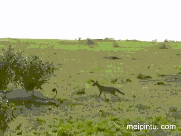GIF：非洲大草原上无聊的动物们。