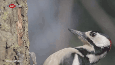 这是高速摄像机下的啄木鸟......单单看一眼都觉得头疼，真的太拼了，请爱护啄木鸟......