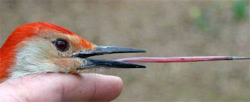 才知道原来啄木鸟的舌头特别长，长到嘴里放不下要在脑袋上绕一圈。
