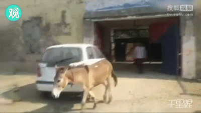 印度警方将八头驴关进了监狱。