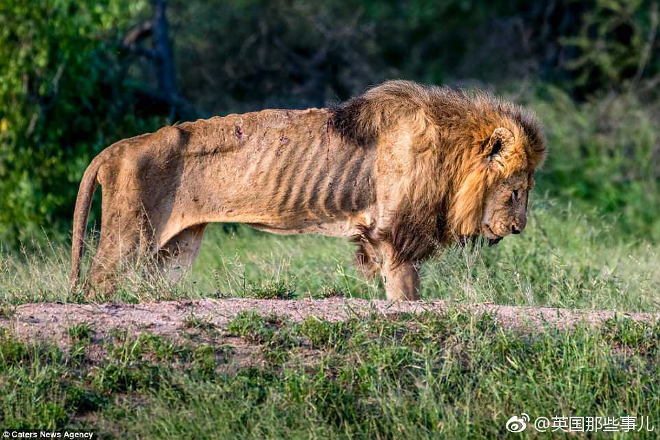 一只迟暮的狮王，因为年老力衰，被新来的年轻的狮子赶出了自己的狮群
