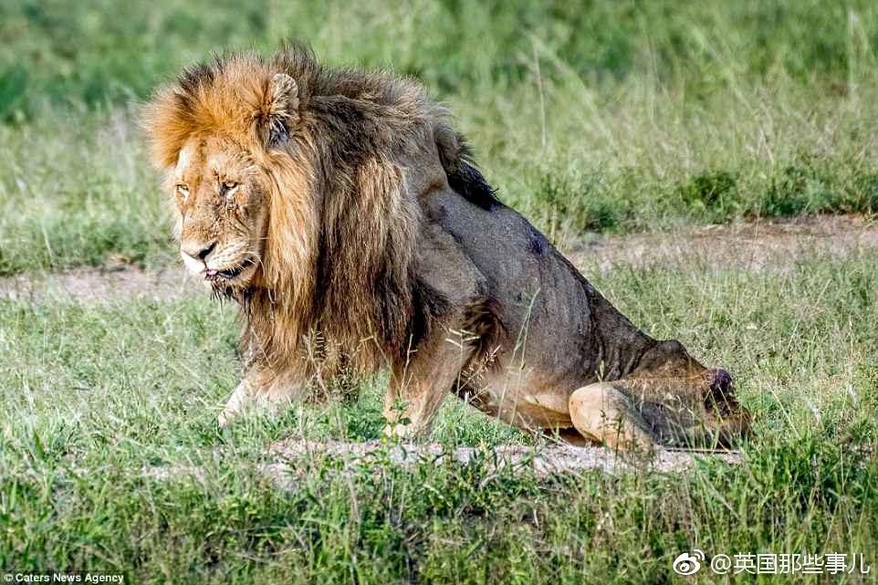 一只迟暮的狮王，因为年老力衰，被新来的年轻的狮子赶出了自己的狮群