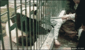 友情提醒下逛动物园还要逃票的“人类”，不仅老虎不能挑逗，平时温顺可人的熊猫也不是好惹的