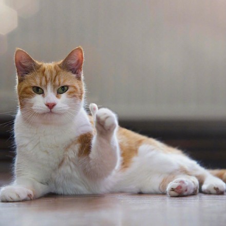 猫猫为你竖起大拇指点赞表情包