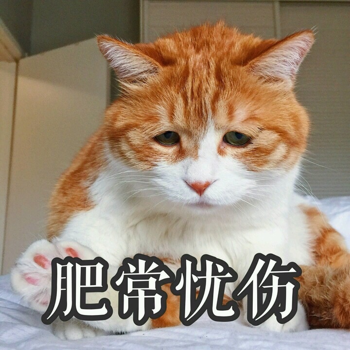 橘猫表情图片