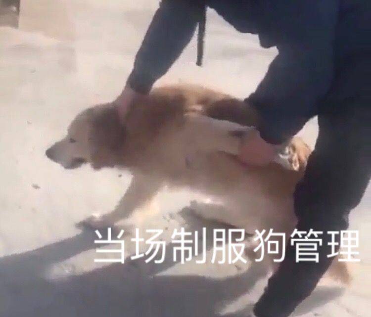 當場制服狗管理表情包素材鬥圖表情