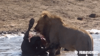雄狮从死去的野牛的腹中掏出一只小牛。 ​​​​