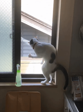 无意中发现窗边的自家猫，站着，展示着肱二头肌，竖着大拇指