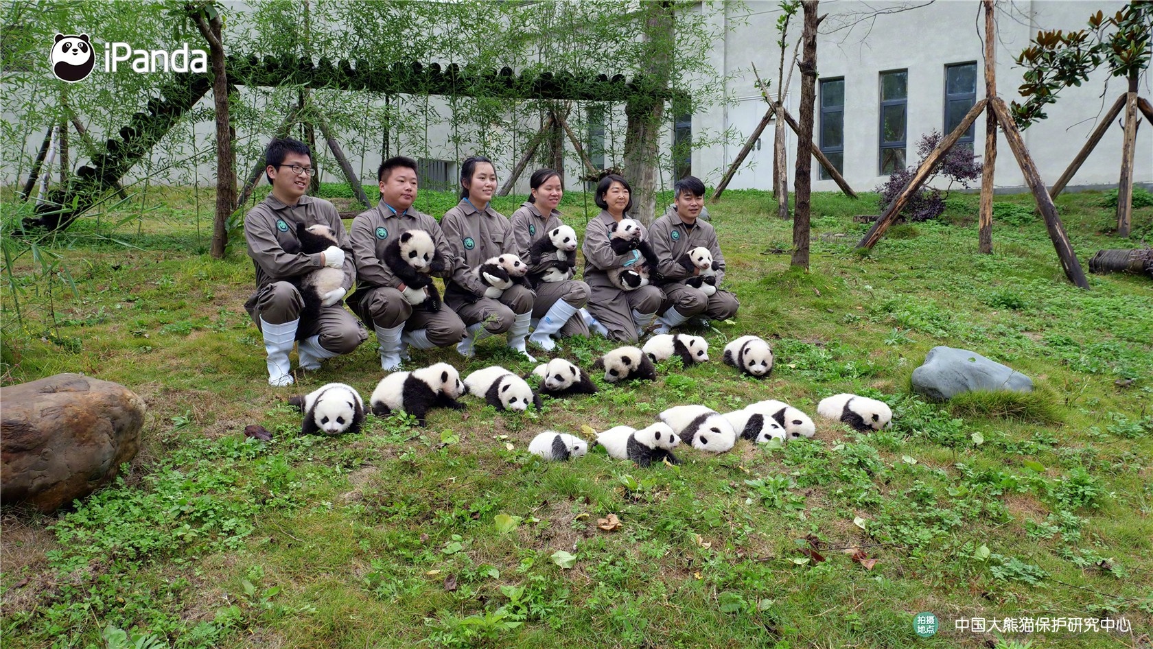 雅安碧峰峡基地2017级熊猫宝宝集体亮相