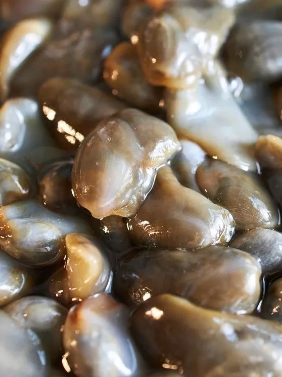 经过腌制的泥螺是海边人的下饭“神器”。摄影/我是金运，图/图虫·创意