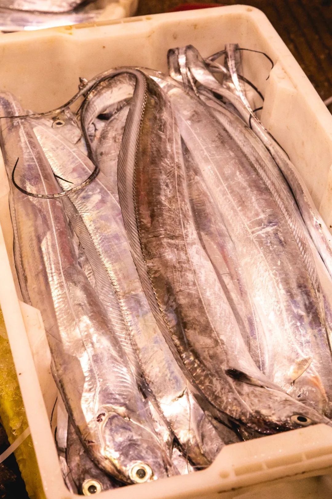舟山海鲜市场里整装待发的带鱼。摄影/朱梦菲