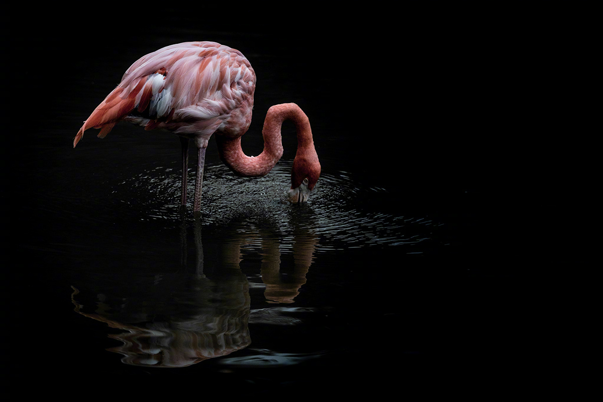 法国摄影师 Serge Fonchin 拍摄的火烈鸟。 ​​​​