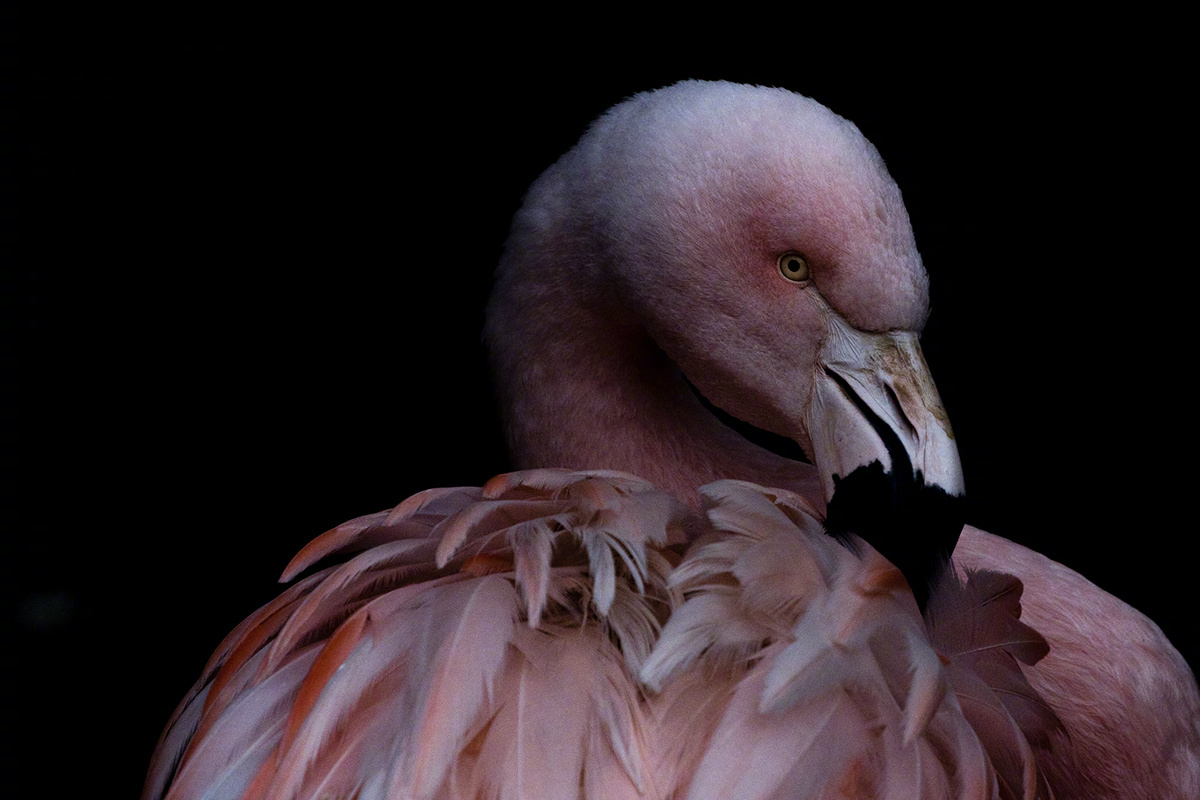 法国摄影师 Serge Fonchin 拍摄的火烈鸟。 ​​​​