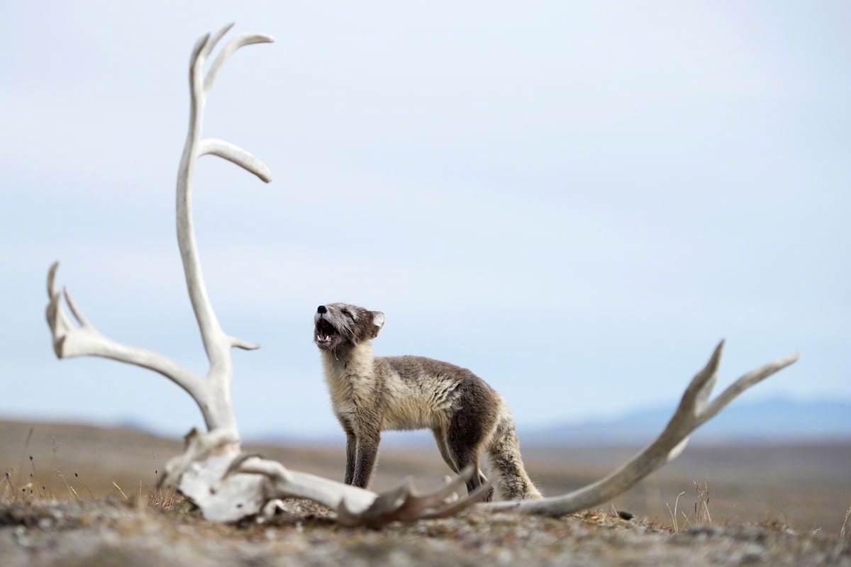 俄罗斯摄影师Sergey Gorshkov拍摄的北极狐。