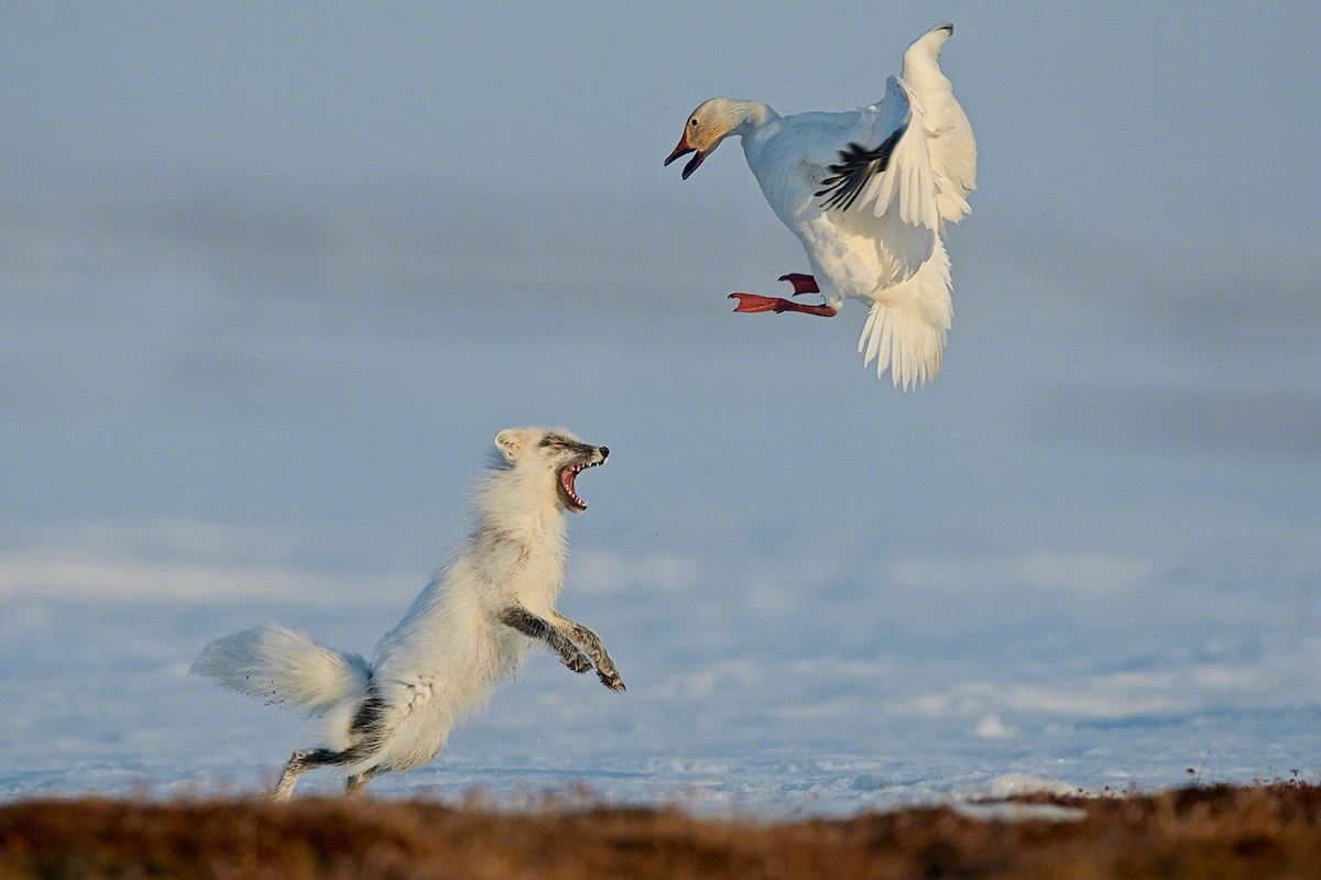 俄罗斯摄影师Sergey Gorshkov拍摄的北极狐。