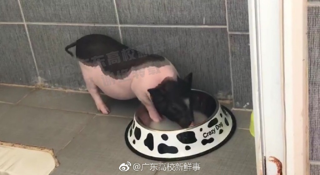 广东工商职业学院有学生在宿舍养猪，被检查出来后全院通报批评！哈哈哈哈哈