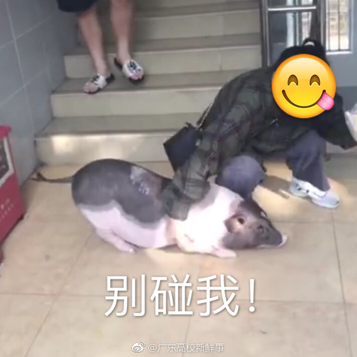 广东工商职业学院有学生在宿舍养猪，被检查出来后全院通报批评！哈哈哈哈哈