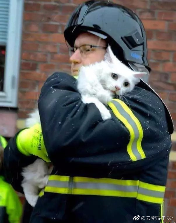 据说这是丹麦猫跟俄罗斯猫遭遇火灾后的样子，俄罗斯猫一副“谁他妈放的火，差点把老子毛燎了”的样子 ​​​​