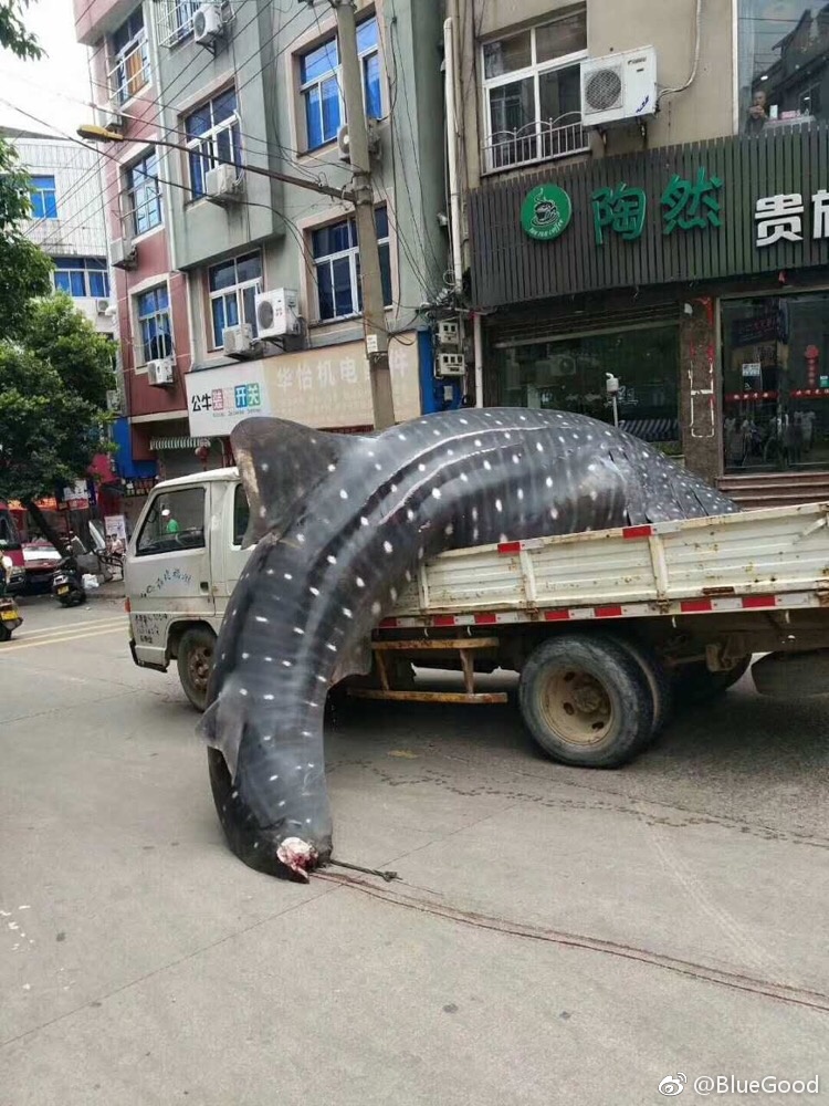 不想中国未来的海里没有了鲸鲨 ​​​​