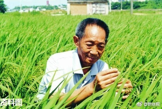 袁隆平团队沙漠种植水稻成功 最高亩产超过500公斤