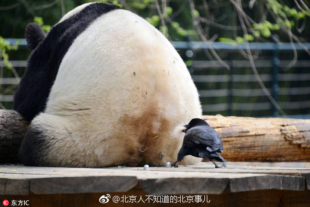 北京动物园里的鸟是拿什么铺窝的。。。