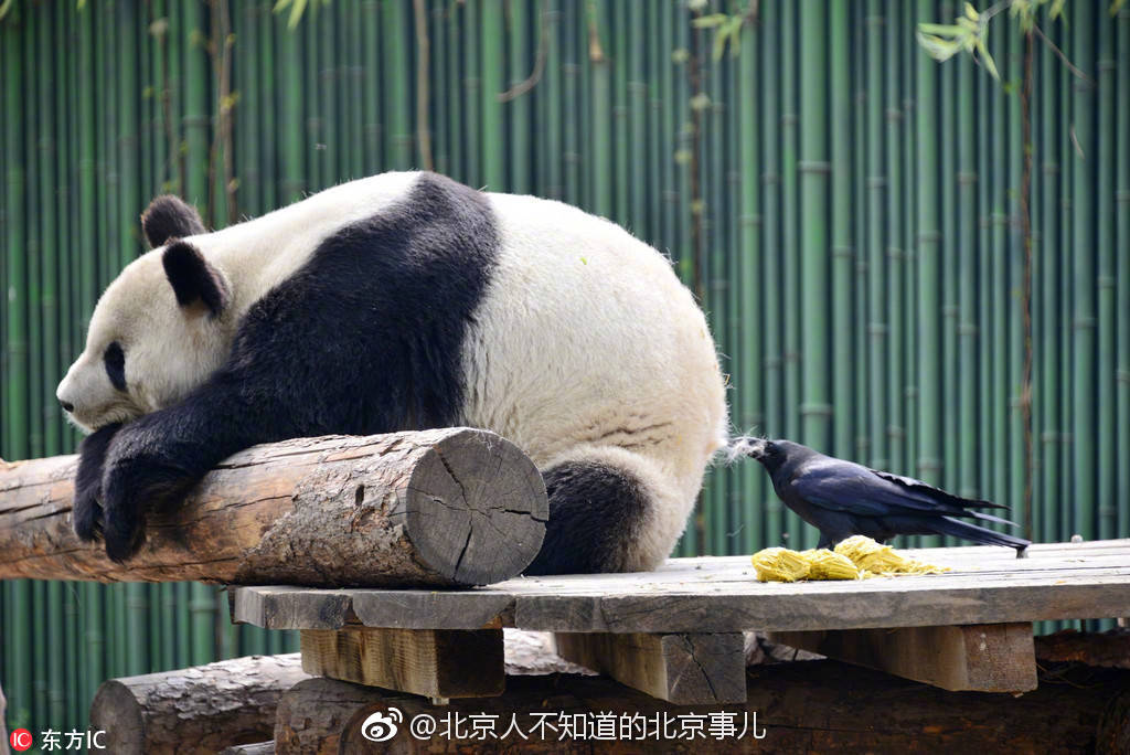 北京动物园里的鸟是拿什么铺窝的。。。