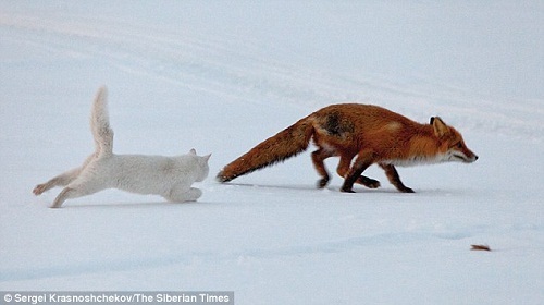 本来想搜索一下“狐狸追兔子”，少打了个兔子，发现全世界都在撵狐狸.... ​​​​