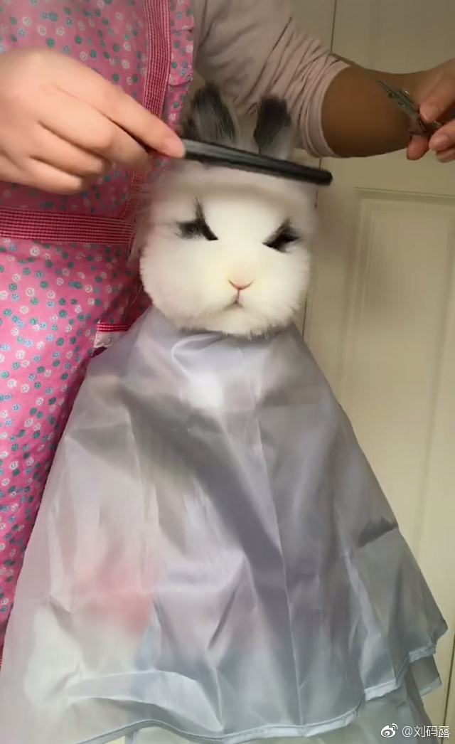 兔子先生剪头啦！ ​​​​