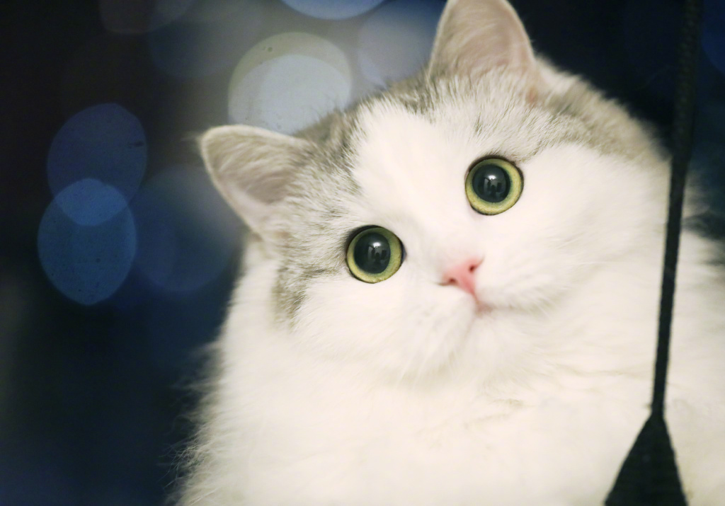 图解一天中猫瞳孔的变化——光线越弱，瞳孔越大，正午能缩成一条缝