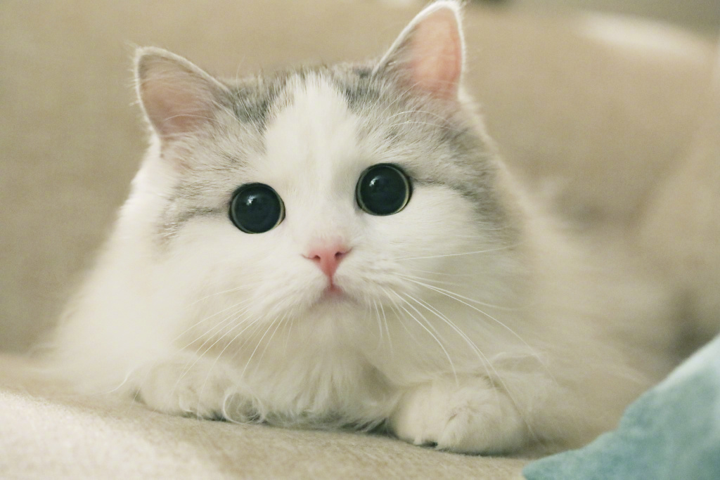 图解一天中猫瞳孔的变化——光线越弱，瞳孔越大，正午能缩成一条缝