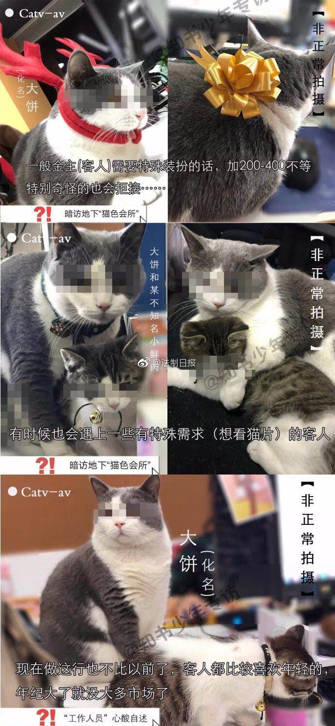@法制日报：网友曝光地下吸猫场所 幕后产业链污秽不堪震惊国人